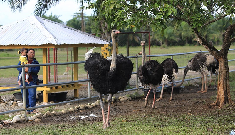Wisata Taman Safari Gurun Putih Lestari Aceh Besar - Bagian 3