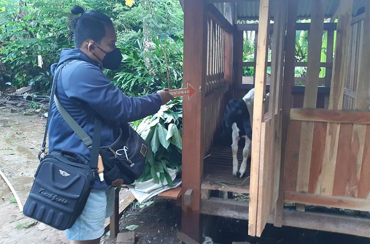 Indukan Kambing Peranakan Etawa Digondol Pencuri, Warga Kulonprogo Merugi Puluhan Juta