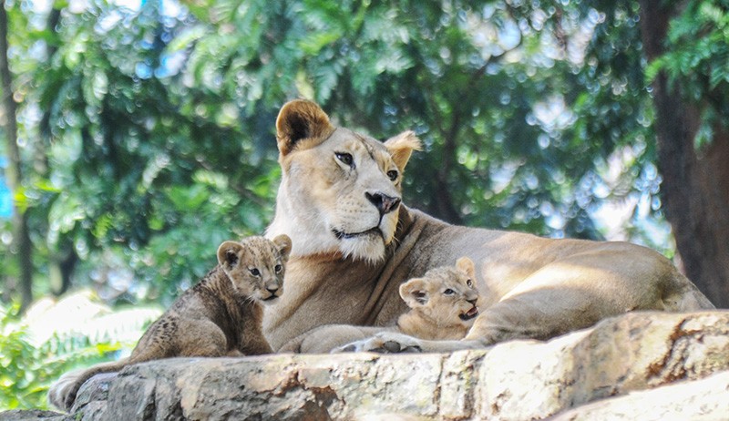 Foto-Foto 2 Anak Singa Baru Lahir di Kebun Binatang Bandung - Bagian 1