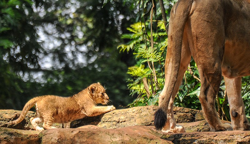 Foto-Foto 2 Anak Singa Baru Lahir di Kebun Binatang Bandung - Bagian 3