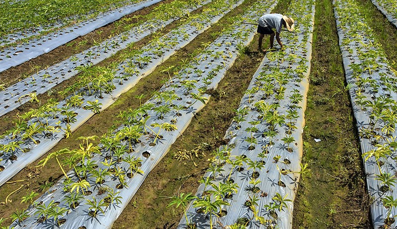 Luas Tanam Umbi Porang Tahun 2024 Ditargetkan Capai 100.000 Hektare - Bagian 2