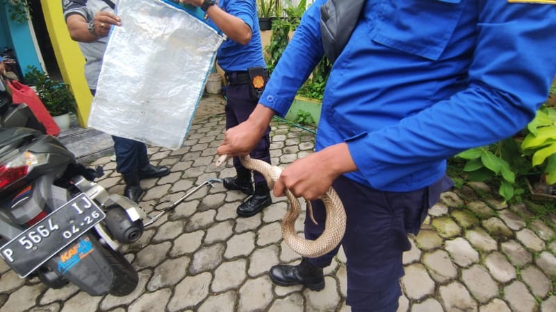 Ular Kobra Serang Warga Jember, 3 Orang Luka Parah Dilarikan ke Rumah Sakit