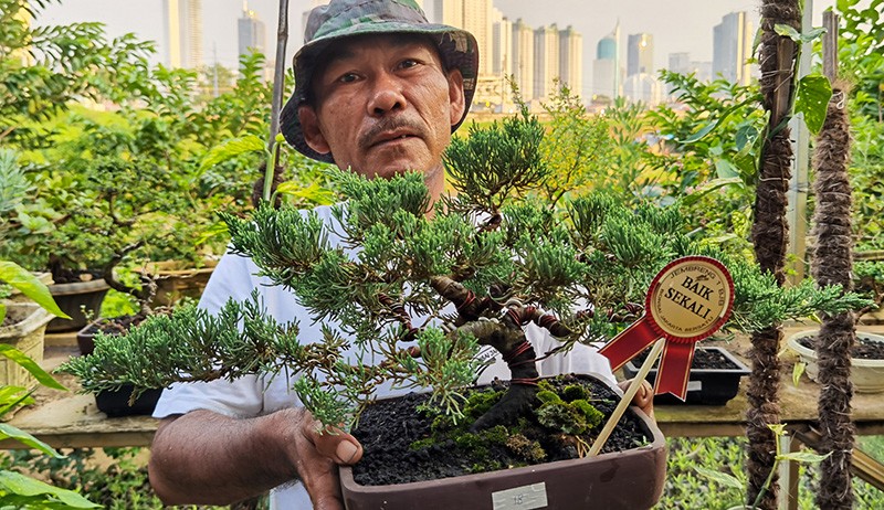 Merawat Bonsai Bernilai Tinggi di Bantaran Kali Ciliwung - Bagian 1