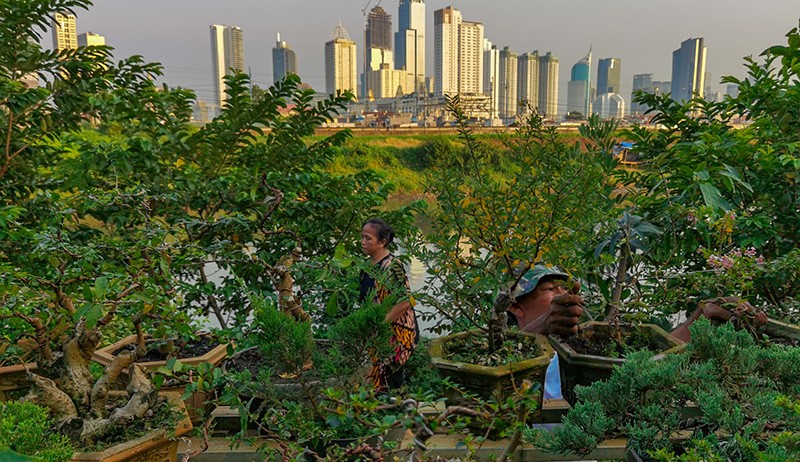 Merawat Bonsai Bernilai Tinggi di Bantaran Kali Ciliwung - Bagian 2