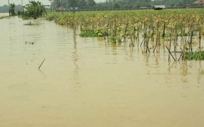 Ratusan Hektare Sawah di OKU Timur Diterjang Banjir, Petani Terancam Rugi Besar