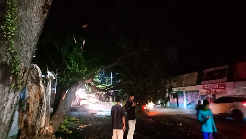 Pohon Besar di Jalan Raya Cianjur-Cipanas Tumbang Diserempet Truk, Lalu Lintas Macet