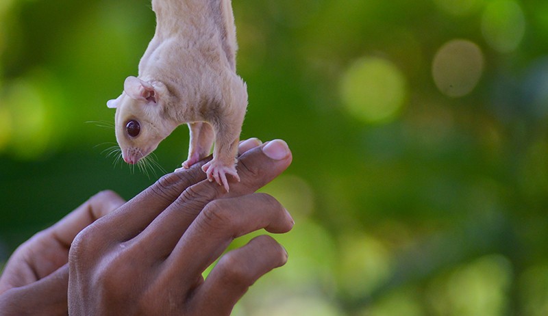 Bisnis Ternak Sugar Glider, Harga Jual Rp500.000-Rp5 Juta per Ekor - Bagian 3