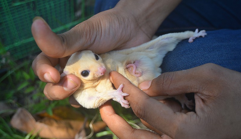 Bisnis Ternak Sugar Glider, Harga Jual Rp500.000-Rp5 Juta per Ekor - Bagian 2
