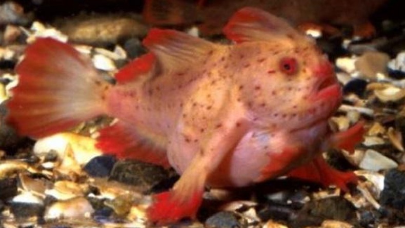 Ikan Bertangan Terekam Kamera di Dasar Laut Tasmania, Terakhir Terlihat Tahun 1999