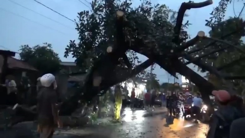 Pohon Beringin Tumbang Tutup Jalur Purwakarta-Subang, Lalu Lintas Macet 3 Km