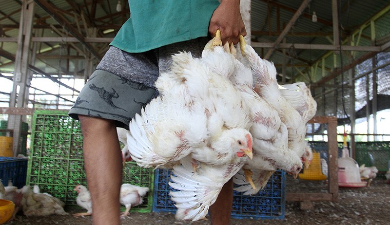 Harga Ayam Potong di Padang Naik Menjadi Rp32.000 per Kilogram - Bagian 1