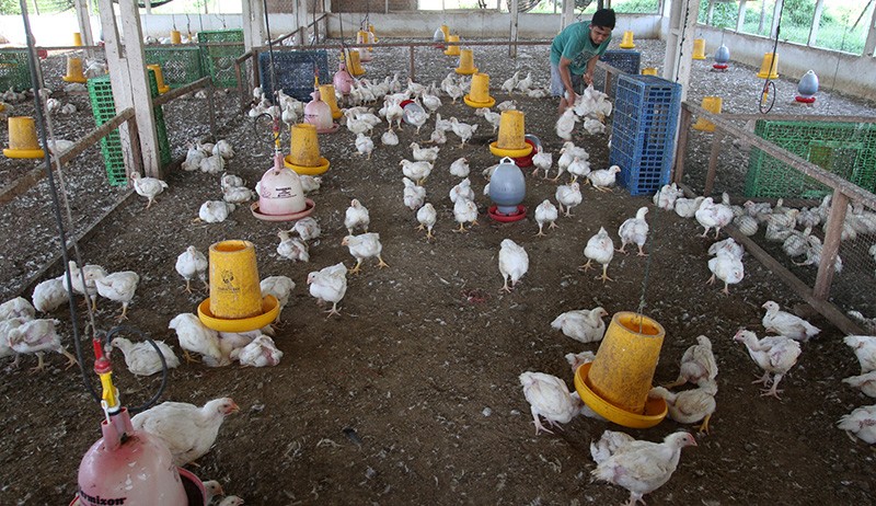 Harga Ayam Potong di Padang Naik Menjadi Rp32.000 per Kilogram - Bagian 2