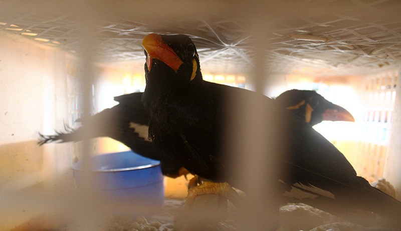 Penyelundupan 252 Burung Kicau, Ada Beo, Kacer hingga Murai Batu - Bagian 1