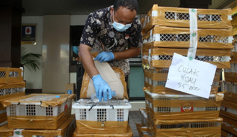 Penyelundupan 252 Burung Kicau, Ada Beo, Kacer hingga Murai Batu - Bagian 3