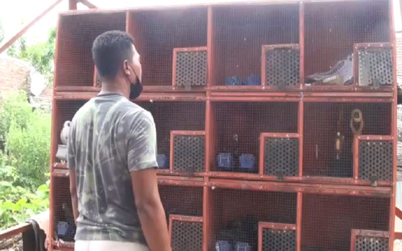 title Demi Burung Merpati, Pria Mojokerto Habiskan Rp60 Juta untuk Kandang Demi Burung Merpati, Pria Mojokerto Habiskan Rp60 Juta untuk Kandang