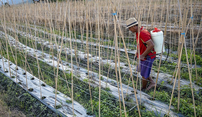 Petani Desa Porame Sigi Kesulitan Dapat Pupuk - Bagian 1