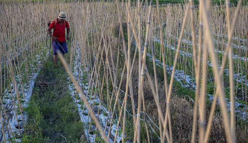 Petani Desa Porame Sigi Kesulitan Dapat Pupuk - Bagian 2