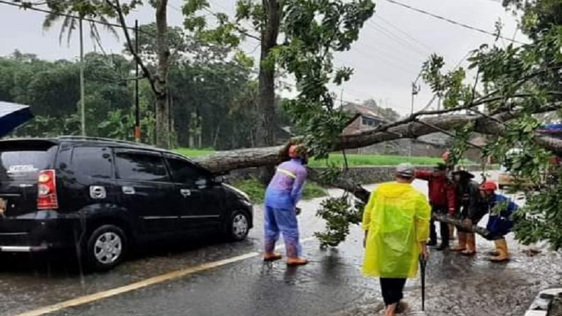 Pohon Tumbang Timpa Mobil di Magelang, Pengemudi Terluka