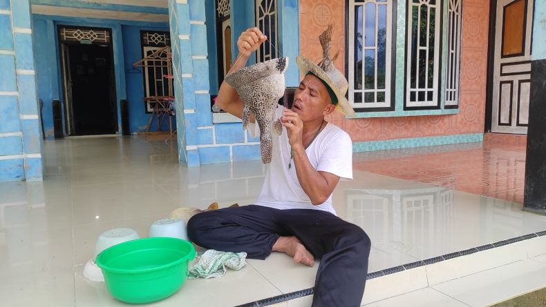 Kreatif, Warga Bangka Barat Sulap Ikan Buntal Jadi Peci dan Topi Koboi Bernilai Ekonomis