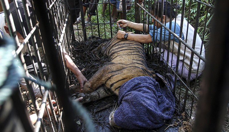 Penampakan Harimau Sumatera Masuk Permukiman, Mangsa 2 Sapi Milik Warga  - Bagian 2