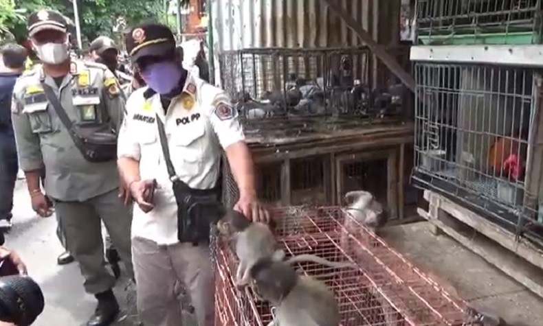 Ngeri, Hewan Penyebar Rabies Diperjualbelikan di Denpasar