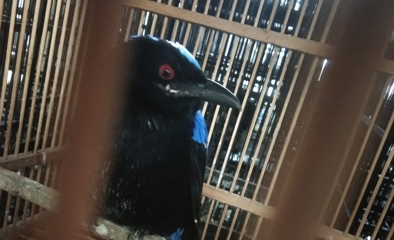 Karantina Pertanian Surabaya Gagalkan Penyelundupan 2.719 Ekor Burung Berkicau