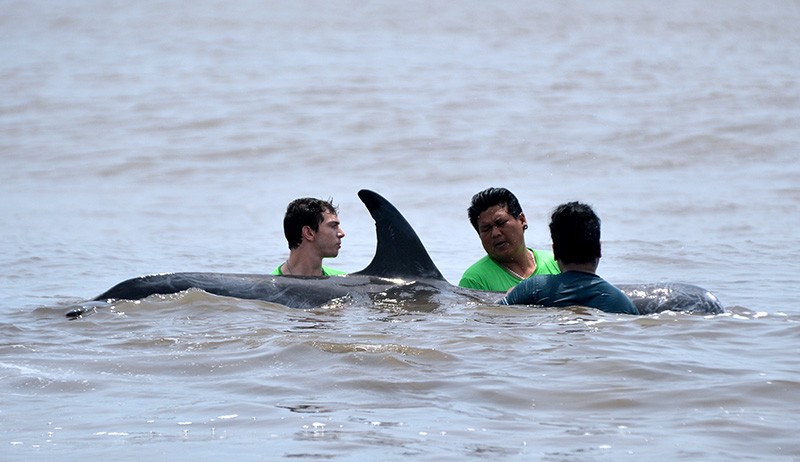 Lumba-Lumba Terdampar di Pantai Padanggalak Bali Diselamatkan Warga - Bagian 2