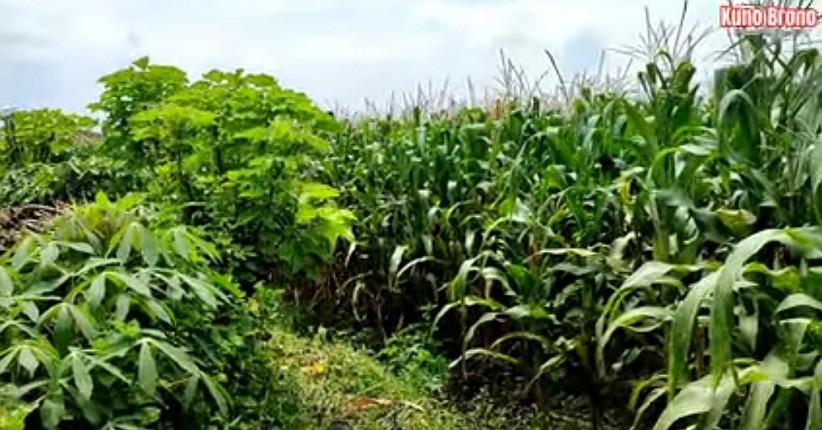 Viral Ditemukan Bekas Candi Di Ladang Jagung Dihuni Ular Dan Muncul