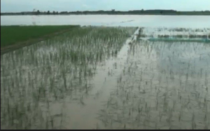1.400 Hektare Tanaman Padi di OKI Puso karena Terendam Banjir