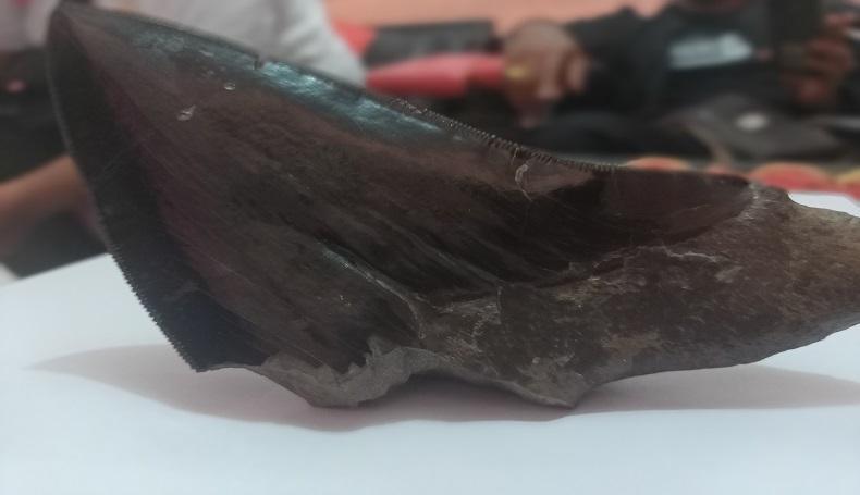 Heboh, Benda Mirip Gigi Hiu Megalodon Ditemukan Tanpa Sengaja di Majalengka
