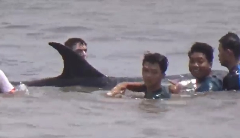 Lumba-Lumba Terdampar di Pantai Bali, Relawan Berjibaku Kembalikan ke Laut