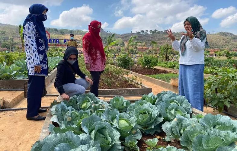 Keren, Desa Ini Sulap Lahan Tidur 1,2 Hektare Jadi Penghasil Aneka Ragam Sayuran