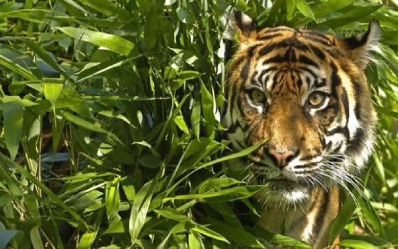 Harimau Masuk Kebun Karet, Warga Banyuasin Sumsel Ketakutan 