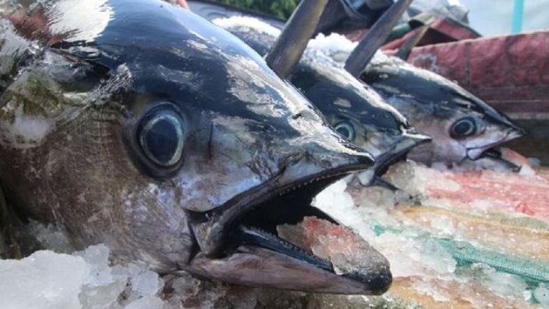 Sulut Ekspor 18.486 Ton Ikan Tuna Beku ke Amerika di Awal Tahun 2022