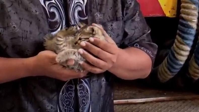 Aksi Heroik Petugas Damkar Tarakan Selamatkan Kucing Terjebak Dalam Pipa