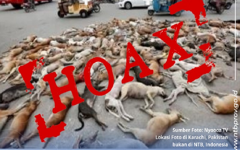 Viral Foto Puluhan Anjing Mati di Jalanan, Pemprov NTB:  Lombok Tak Ada Bajaj