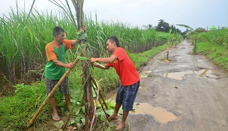 Protes, Warga Kudus Tanam Pohon Pisang di Jalan Rusak - Bagian 2