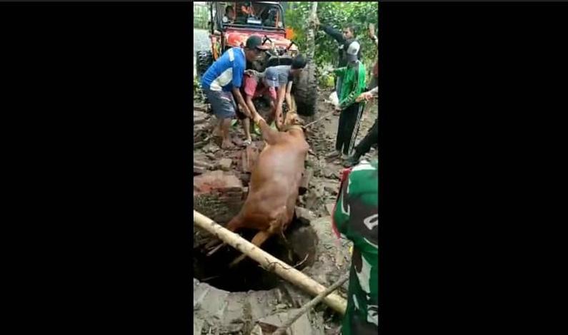 Dramatis, Aksi Penyelamatan Sapi Tercebur Sumur Sedalam 8 Meter di Purworejo