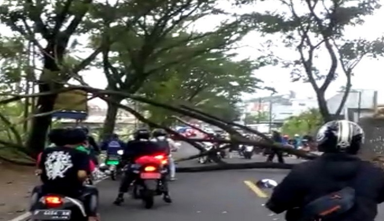 Akses ke Puncak Ditutup gegara Pohon Besar Tumbang di Jalan Raya Cianjur-Cipanas