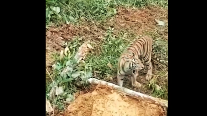 Geger, Harimau Adang Alat Berat Pembukaan Lahan di Hutan Pasaman Barat