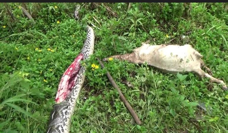 Ular Piton Telan Kambing Gegerkan Warga Desa Tajur Pekalongan