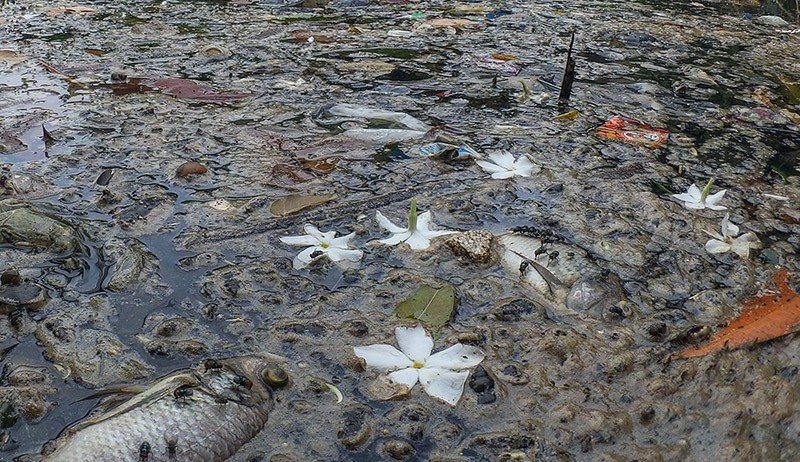 Setu Citongtut Bogor Tercemar Limbah, Ikan-Ikan Mati Air Menjadi Hitam dan Bau - Bagian 3
