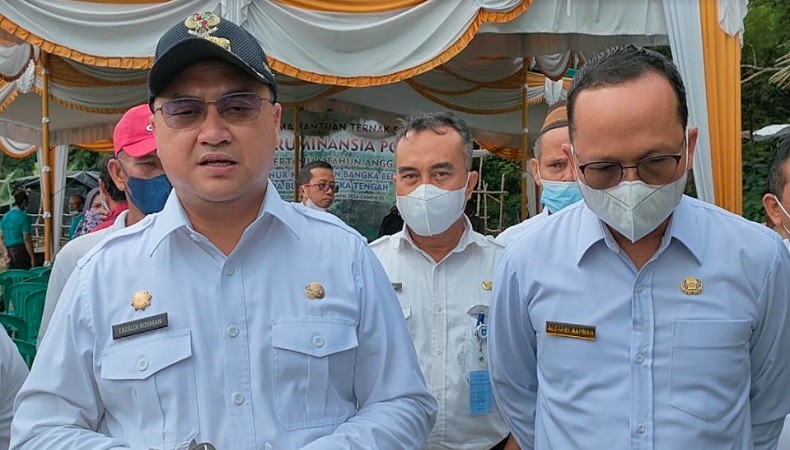 Erzaldi Pacu Swasembada Daging Sapi di Bangka Tengah, Ini Alasannya