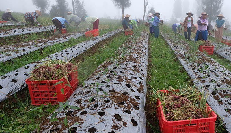 Panen Perdana Bawang Merah di Food Estate Lereng Gunung Sindoro - Bagian 2