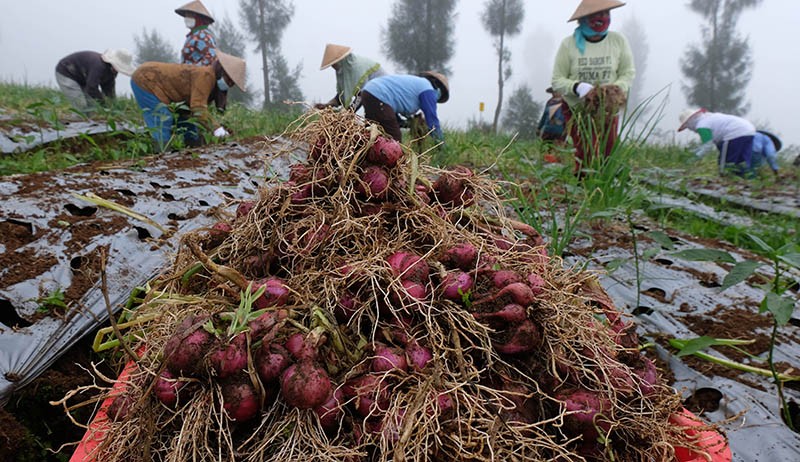 Panen Perdana Bawang Merah di Food Estate Lereng Gunung Sindoro - Bagian 1