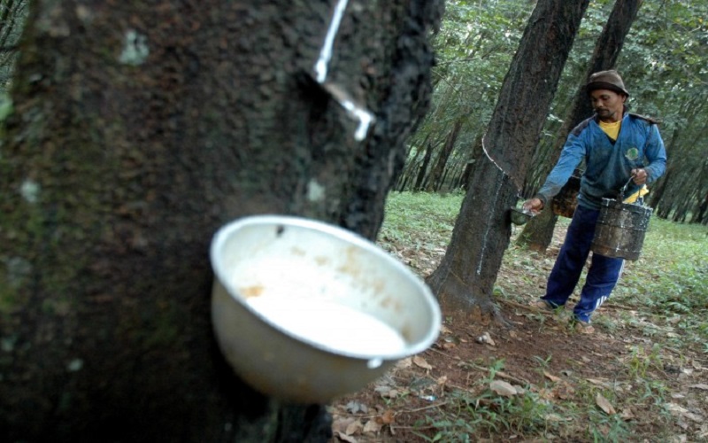 title Petani di Sumsel Mulai Tinggalkan Karet, Pabrik Terpaksa Impor Bahan Baku dari Vietnam  Petani di Sumsel Mulai Tinggalkan Karet, Pabrik Terpaksa Impor Bahan Baku dari Vietnam