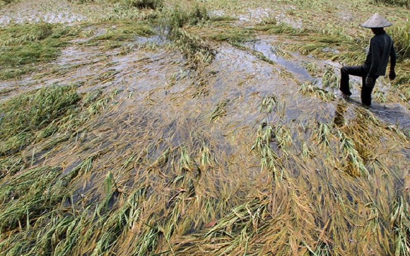 1.141 Haktare Sawah Siap Panen di Aceh Timur Terendam Banjir