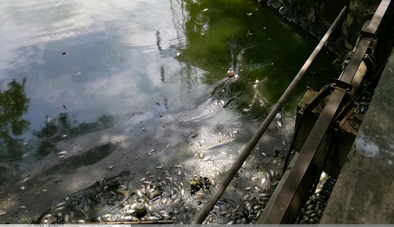 Ratusan Ikan di Waduk SIER Surabaya Mati, Diduga Tercemar Limbah Pabrik