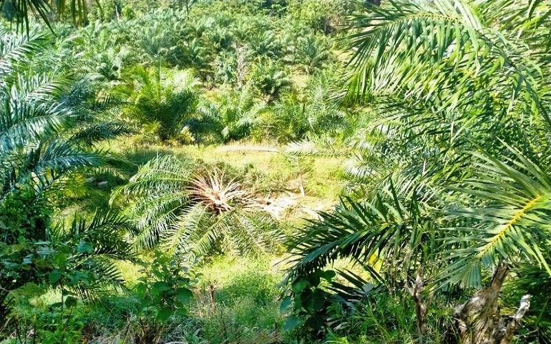 Kawanan Gajah Obrak-abrik Kebun Sawit Warga di Pedalaman Aceh Barat
