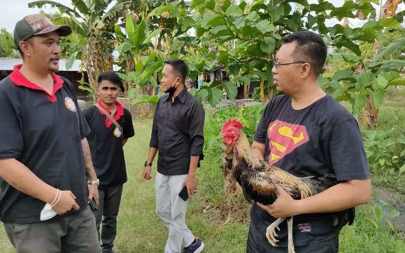 Komunitas Adu Ayam Bangkok Datangi Gubernur NTB, Ada Apa?